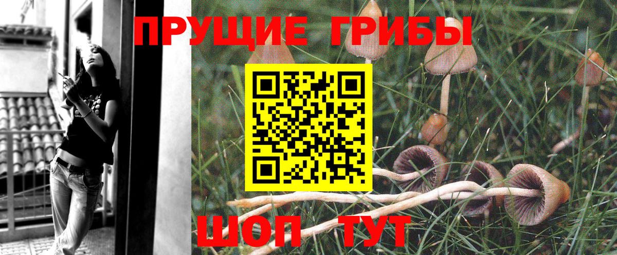 Псилоцибиновые грибы Psilocybe Кимры